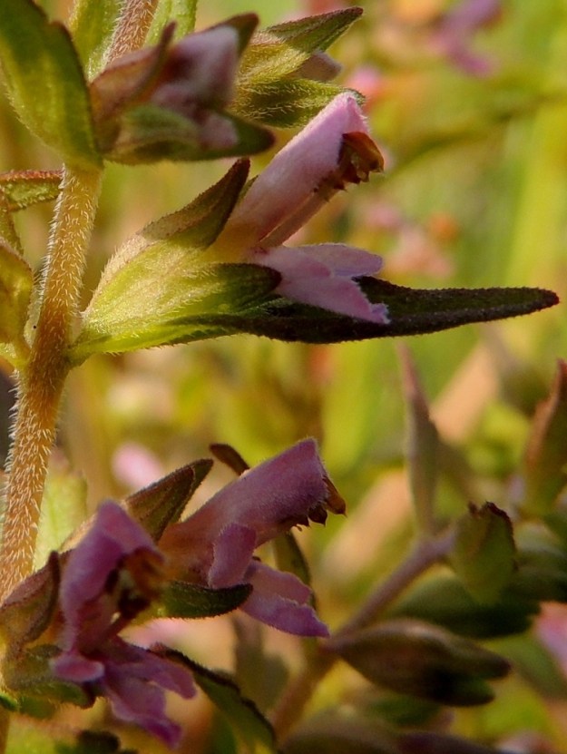 Odontites litoralis subsp. fennicus - suomensuolasänkiön teriön ylähuuli on suora, kupera ja torvesta alkaen noin 4-5 mm pitkä. Alahuuli on alaviistoon suuntautunut, ylähuulta lyhyempi ja torvesta alkaen noin 3-3,5 mm pitkä sekä kärjestään kolmiliuskainen. Heteiden ponnet ovat kaljut ja otapäiset. 8.7.2013. Copyright Hannu Kämäräinen.