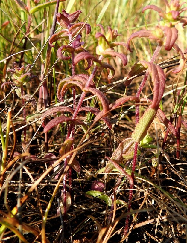 Odontites litoralis subsp. litoralis - lännensuolasänkiön lehdet ovat ruodittomat, möyheähköt ja enemmän tai vähemmän punasävyiset sekä laidoiltaan jonkin verran alaspäin kiertyneet. KP, Siikajoki, Tauvo, Tauvonniemi, itälaita, Ulkonokanhietikon etelälaidan merenrantaniitty ja laidunalue, luonnonsuojelualue, 17.7.2021. Copyright Hannu Kämäräinen.