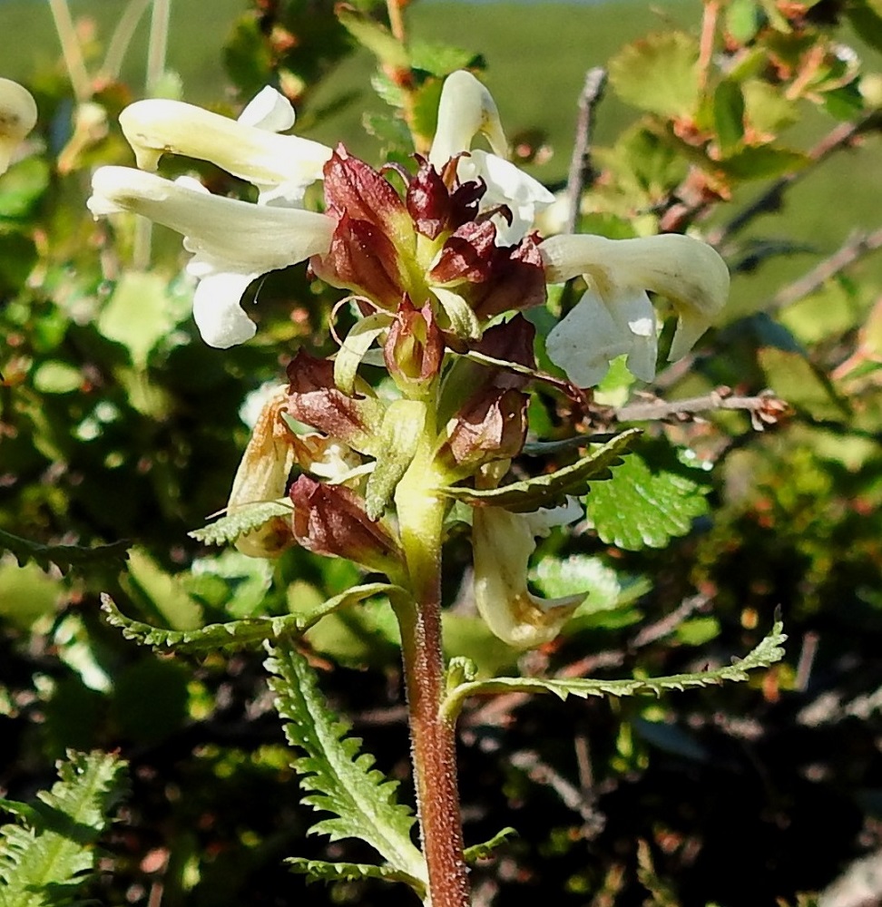 Pedicularis lapponica - lapinkuusion kukkien alemmat tukilehdet ovat ylimpien varsilehtien kaltaiset ja kokoiset. Ylemmät tukilehdet ovat lähinnä suikeat tai kapeanpuikeat, ehytlaitaiset tai vain kärjestään hampaiset ja noin 4-7 mm pitkät sekä noin 1-2 mm leveät. Kukkaperä on 1-2 mm pitkä. Verhiö on sivusuunnassa litteähkö, kaksihuulinen ja tavallisesti noin 5-6 mm pitkä sekä noin 2,5-3,5 mm leveä. Ylähuulessa on kaksi kolmiomaista hammasta. Alahuuli on hampaaton, ylähuulta lyhyempi, ja se kiertää teriötä alalaitaa kohti lyheten. Verhiö on kalju ja punaruskea tai osittain vihreä. EnL, Enontekiö, Kilpisjärvi, Saanan pitkä ja loivahko luoteisrinne, lounaislaita, huipulle nousevan polun varsi, paljakkarinne, 625 m mpy, 5.7.2018. Copyright Hannu Kämäräinen.