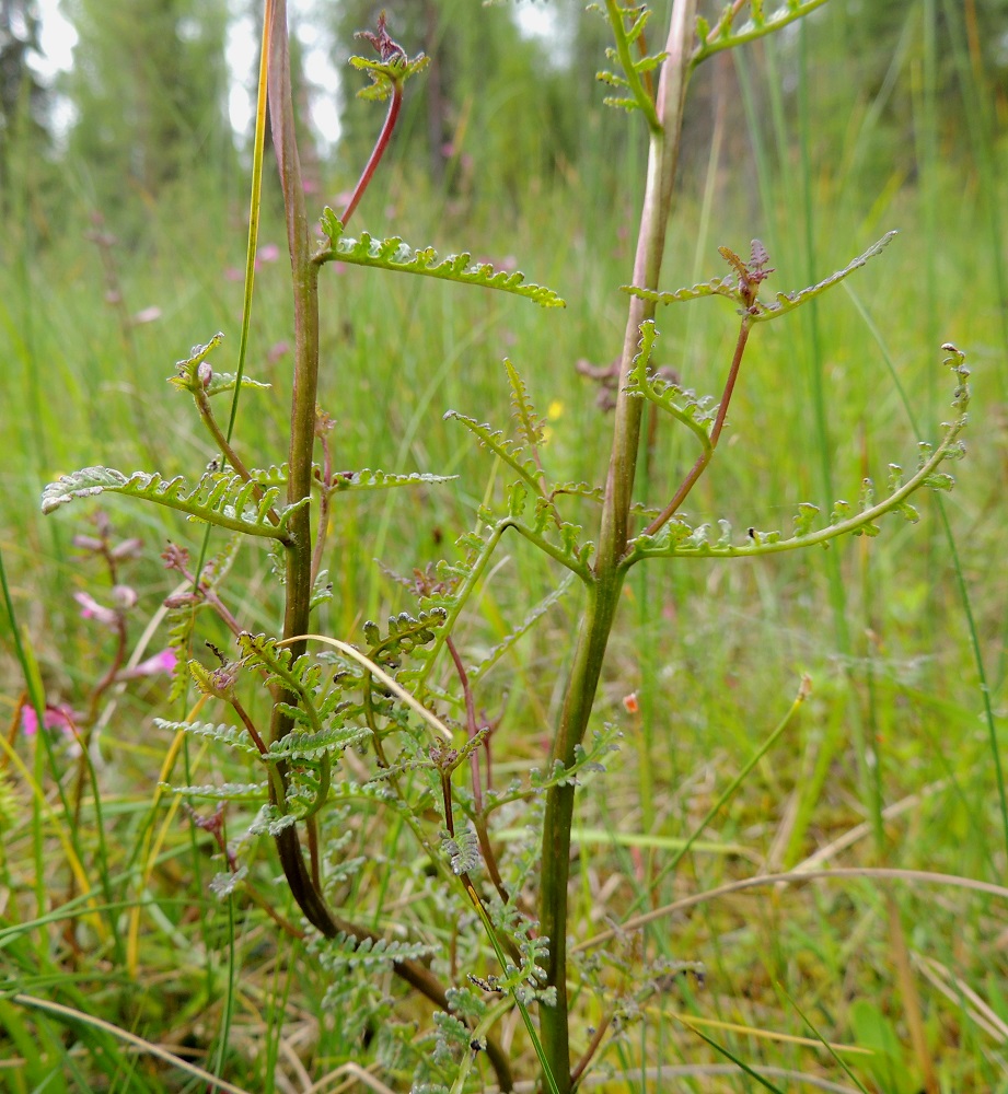 Pedicularis palustris subsp. borealis - pohjanluhtakuusion varsilehdet ovat hyvin lyhytruotiset, pienikokoiset ja varrella vuoroittain tai vastakkain. Ruoti on noin 1-3 mm pitkä. 13.7.2015. Copyright Hannu Kämäräinen.