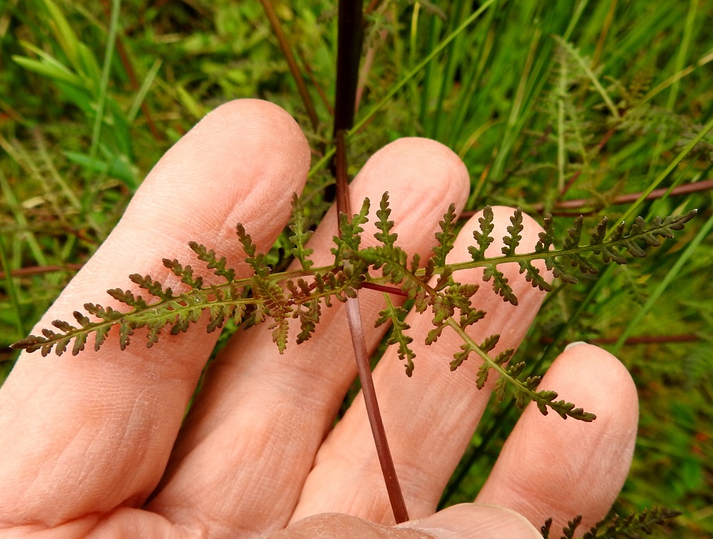 Pedicularis palustris subsp. opsiantha - syysluhtakuusion varsilehdet ovat hyvin lyhytruotiset ja varrella vuoroittain tai vastakkain. Lehtilapa on yleensä varren latvaan asti kapean kolmiomainen tai puikeahko. Se on toistamiseen monilukuisen parilehdykkäinen ja useimmiten noin 2-6 cm pitkä sekä leveimmältä kohtaa noin 1-4 cm leveä. Uloimmat sivulehdykät ovat puikean soikeahkot, laidoiltaan hampaiset ja tavallisesti noin 2-5 mm pitkät sekä noin 1-2 mm leveät. Lavan keskiranka on kouru ja enintään 1 mm leveä. 12.7.2019. Copyright Hannu Kämäräinen.