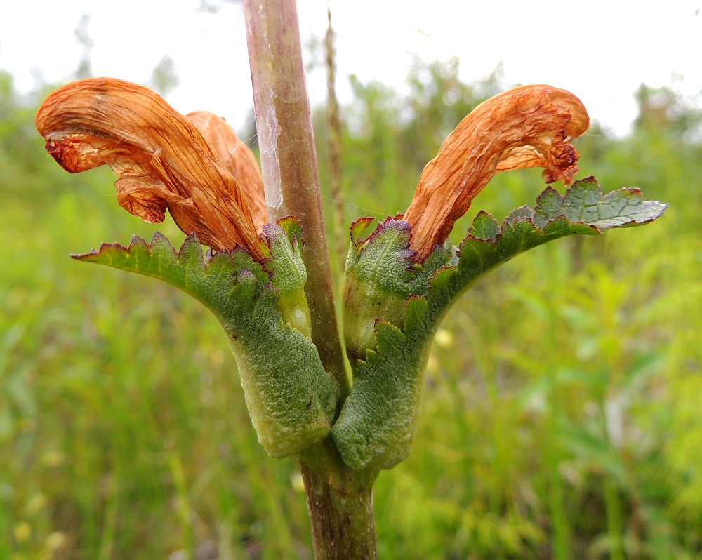 Pedicularis sceptrum-carolinum - kaarlenvaltikan alimpien kukkien tukilehdet voivat olla myös pienten varsilehtien kaltaiset, kapeanpuikeat, pariliuskaiset ja ylempiä tukilehtiä pitemmät. Sivuliuskat ovat suipot tai pyöreähköt ja hammaslaitaiset. 15.7.2015. Copyright Hannu Kämäräinen.