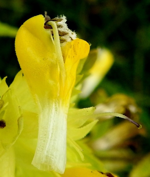 Rhinanthus angustifolius - isolaukun teriö on tavallisesti noin 18-20 mm pitkä. Torvi on hieman ylöspäin kaareva. Pikkulaukun, R. minor, teriö on noin 13-15 mm pitkä ja suoratorvinen. Kuvasta on hyvin nähtävissä torvi- ja huuliosan raja. Sen osoittaa torven valkoinen väri ja ylähuulesta ulospullautetun heteen palhon sisäänmenokohta umpinaiseen torveen. Ylähuuli on torvesta alkaen noin 9-11 mm pitkä. Alahuuli on ylähuulta lyhyempi ja torvesta alkaen noin 6,5-7,5 mm pitkä. Heteitä on neljä ja niiden ponnet ovat karvaiset. Kuvassa näkyy myös teriöttömään kukkaan jäänyt karvainen ja kärjestään sinipunainen vartalo luotteineen. A, Jomala, Ramsholm, luonnonsuojelualue, niemen eteläosan länsilaidan merenrantaniitty, 18.6.2023. Copyright Hannu Kämäräinen.