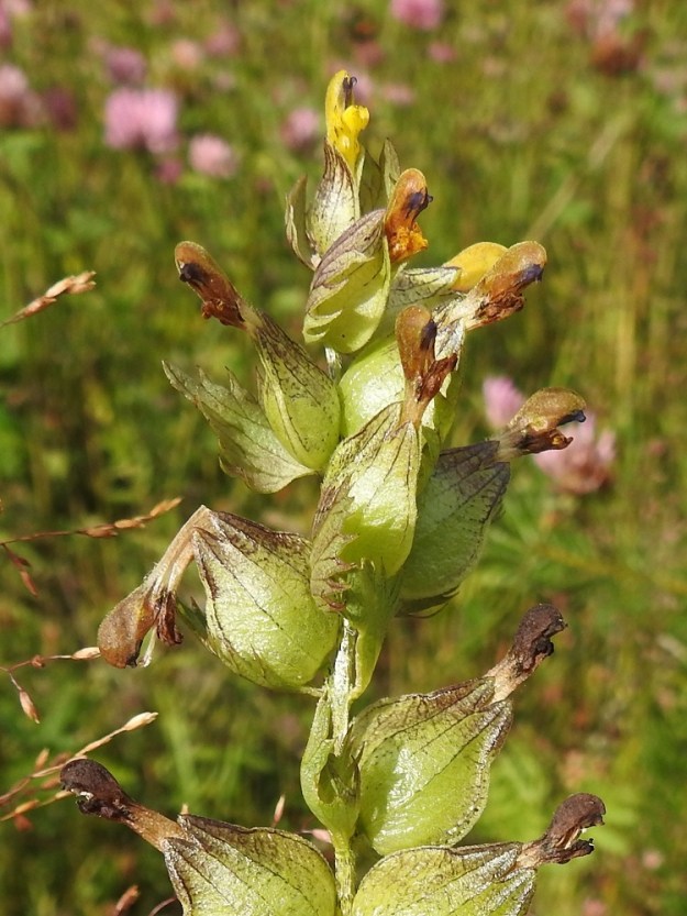 Rhinanthus minor subsp. stenophyllus - syyspikkulaukun kukkien tukilehdet ovat kukinnon kärkiosassa usein vain noin verhiön mittaiset. Verhiöt alkavat laajeta heti kukkien kuihduttua. 26.7.2017. Copyright Hannu Kämäräinen.