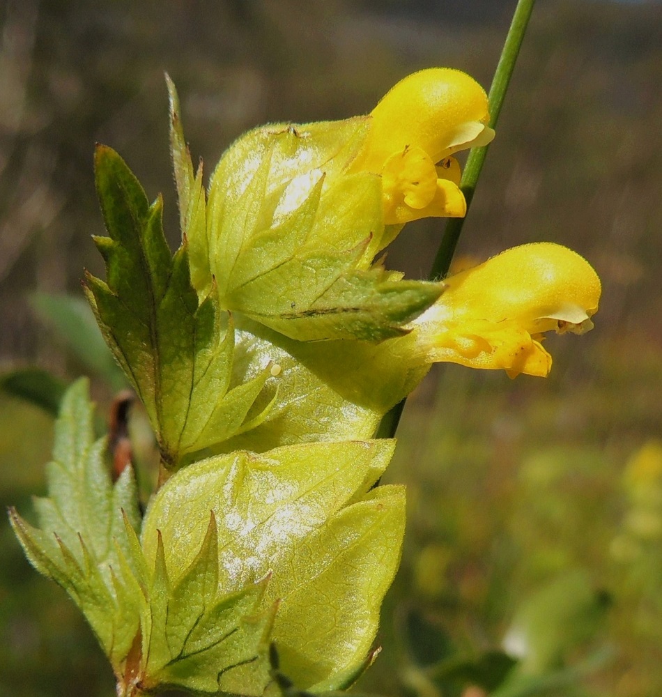 Rhinanthus minor subsp. groenlandicus - lapinpikkulaukun teriön ylähuulen hampaat saattavat harvoin olla myös vaaleankellertävät ja siten lähes huomaamattomat. Verhiö on lyhyesti karvareunainen. EnL, Enontekiö, Kilpisjärvi, Saanan lounainen alarinne lehtojensuojelualueen kaakkoispuolella, loivasti Saanaa kohti nouseva tunturikoivikkorinne, 595 m mpy, 16.7.2023. Copyright Hannu Kämäräinen.