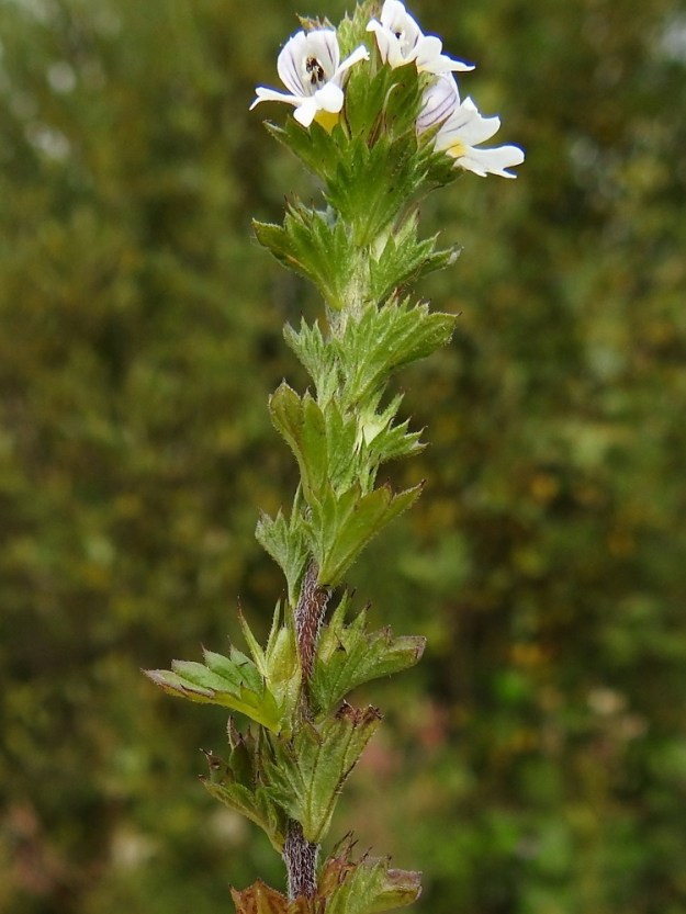 Euphrasia nemorosa - tanakkasilmäruohon kukinto on yleensä tiheä ja näin ollen myös kukkien tukilehdet ympäröivät vartta lähes peittävästi. Tukilehdet ovat pyöreän puikeahkot, otapäisen terävähampaiset, lähes suora- tai herttatyviset ja yleensä noin 5-8 mm pitkät sekä leveimmältä kohtaa noin 4-8 mm leveät. EH, Hämeenlinna, Loimalahti, Sampo, Louhoksentieltä kaakkoon lähtevän peltotieuran laide, 4.9.2020. Copyright Hannu Kämäräinen.