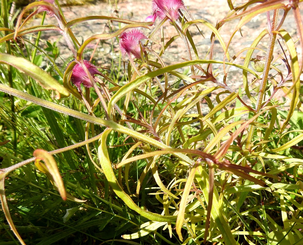 Melampyrum cristatum - tähkämaitikan varsi on ylempää tylpän nelisärmäinen ja vastakkaisilta sivuiltaan lyhytkarvainen. Lehdet ovat ruodittomat, tasasoukan suikeat, pitkäsuippuisen teräväkärkiset ja kiilatyviset sekä ehytlaitaiset. Ne ovat vihreät tai punaruskehtavat, tavallisesti noin 2-7 cm pitkät ja leveimmältä kohtaa noin 0,2-1,0 cm leveät. 10.7.2017. Copyright Hannu Kämäräinen.