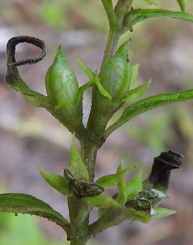 Melampyrum sylvaticum - metsämaitikan kota on pullean palkomainen, teräväkärkinen ja kalju sekä yleensä noin 8-10 mm pitkä ja leveämmältä sivultaan noin 4-5 mm leveä. Kota avautuu kärjestään kahta sivusaumaa myöten. Siemeniä on useimmiten kaksi, ja ne ovat kapeahkon munamaiset sekä noin 4-5 mm pitkät. EH, Orivesi, Hanhilahti, Viitapohjanraitin eteläpuolella olevan Harjunvuoren pohjoisrinne, 370 m pitkän kallioseinämän tyvellä olleen lehmusmetsän tuore avohakkuualue, 9.8.2024. Copyright Hannu Kämäräinen.