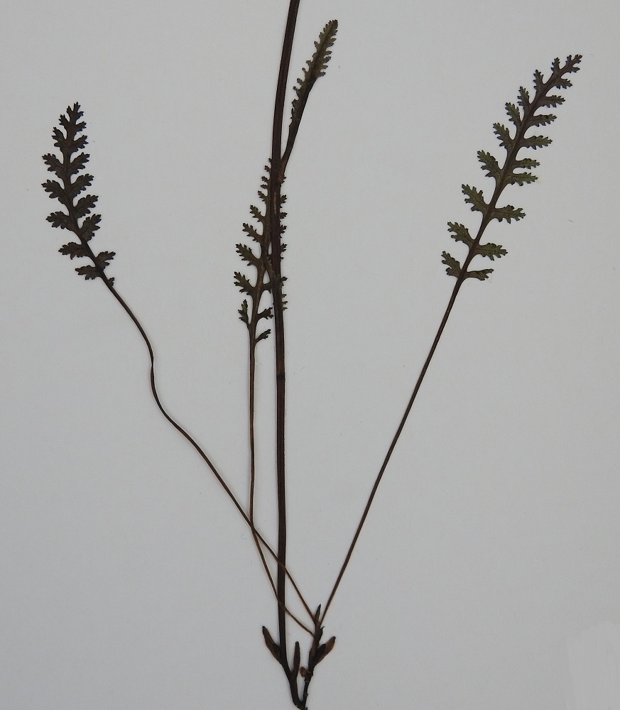 Pedicularis lapponica - lapinkuusion tyvilehdet ovat pystyt ja pitkäruotiset. Niiden ruoti on useimmiten noin 3-8 cm pitkä. Lehtilapa on suikeahko, pariosaisesti lehdykkäinen ja tavallisesti noin 2-5 cm pitkä sekä leveimmältä kohtaa noin 1-1,5 cm leveä. Sivulehdykät ovat soikeahkot tai puikeahkot, laidoiltaan hammasreunaisen liuskaiset ja noin 3-7 mm pitkät sekä noin 1-4 mm leveät. 9.7.1990 EnL, Ropinsalmi, Muotkansuunsaari, Könkämäenon rantakoivikko ja -pajukko n. 2,8 km Ropinsalmen sillalta länteen, vastapäätä Ruotsin puolella olevaa Naimakkaa, 400 m mpy, 9.7.1990. Kuva näytteestä, copyright Hannu Kämäräinen.