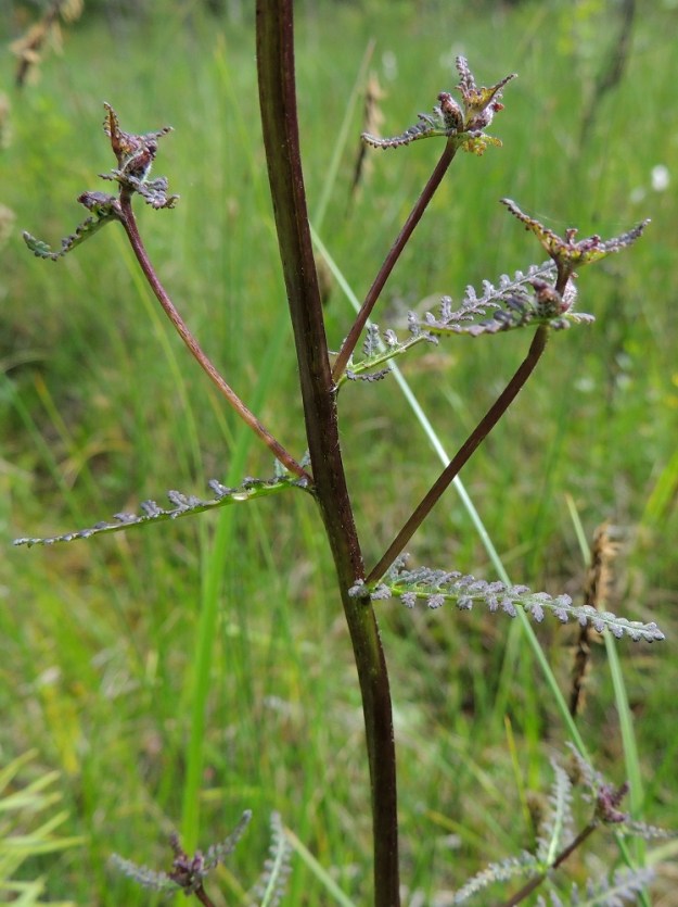 Pedicularis palustris subsp. borealis - pohjanluhtakuusion varsiin kehittyy usein sivuhaaroja, joiden kärkeen kehittyy muutama kukkakin. Haarat jäävät kuitenkin useimmiten lyhyiksi. 13.7.2015. Copyright Hannu Kämäräinen.