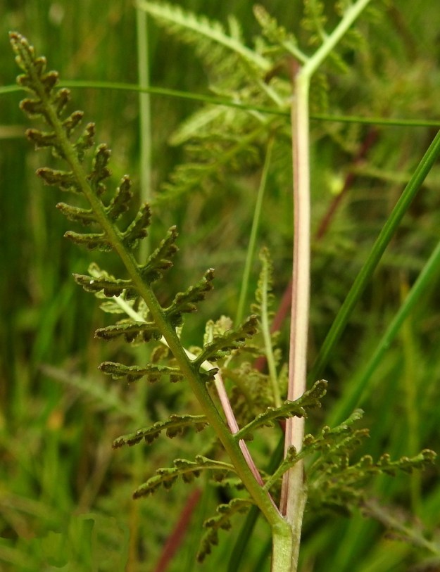 Pedicularis palustris subsp. opsiantha - syysluhtakuusion lehtiruoti on useimmiten noin 1-4 mm pitkä. Lehdet ovat vihreät tai vaihtelevasti punaruskeat ja päältä kaljut sekä alta karvattomat tai niukkakarvaiset. 12.7.2019. Copyright Hannu Kämäräinen.