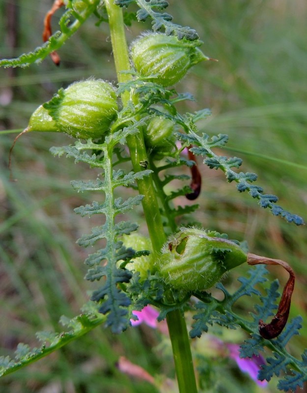Pedicularis palustris subsp. palustris - kesäluhtakuusion hedelmä on turvonneesta verhiöstä jonkin verran ulkoneva, lähinnä pitkulaisen munamainen mutta suippenevan teräväkärkinen kota. Se on kypsänä lähinnä kellanruskehtava, yleensä noin 12-15 mm pitkä ja noin 8-10 mm leveä. EH, Tammela, Porras, Nummilankulma, Härkätien (tie 2824) eteläpuoli, tien ja Karjaharjun välinen suoalue Likolammista laskevan Vääräojan varrella, luonnonsuojelualue, 4.7.2013. Copyright Hannu Kämäräinen.