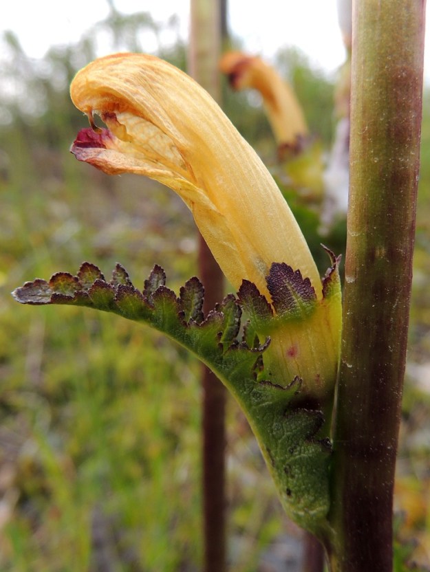 Pedicularis sceptrum-carolinum - kaarlenvaltikan jo lakastumassa olevan kukan alahuuli repsahtaa eikä peitä enää ylähuulta. Tällöin on nähtävissä, kuinka vartalon kärki luotteineen pilkistää ulos ylähuulesta. Se ottaa ensimmäisenä vastaan pölyttävän kimalaisen tuoman siitepölyn ja välttyy myös tiiviisti ylähuulen sisällä olevien neljän heteen itsepölytykseltä. Verhiö on kellomainen, kärjestään viisiliuskainen ja tavallisesti noin 15-18 mm pitkä. Liuskat ovat suipot tai pyöreähköt, hammaslaitaiset, ja niiden osuus verhiön pituudesta on noin 5-8 mm. Liereä varsi, verhiö ja tukilehdet ovat kaljut. 15.7.2015. Copyright Hannu Kämäräinen.