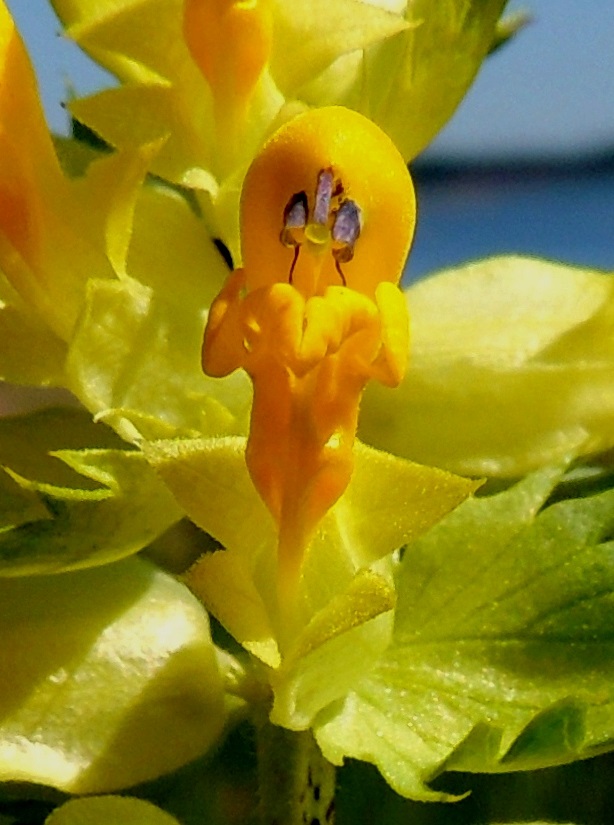 Rhinanthus angustifolius - isolaukun teriön alahuulen kärkiosa on kolmiliuskainen. Keskiliuska on kookkain ja puikeahko, laitaliuskat ovat lähinnä pyöreähköt. Liuskat ovat noin 2,5-4 mm pitkät. Lähestyvän, mettä etsivän hyönteisen näkökulmasta katsottaessa teriö näyttää toivottoman ahtaalta. Vain voimakkaat hyönteiset, lähinnä kimalaiset ja mehiläiset kykenevät väkisin tunkeutumaan nieluun. Kuvassa on hyvin nähtävissä myös verhiön reilu väljyys. A, Lemland, Nåtö, merenrantaan ulottuva luonnonsuojelualue biologisen aseman itäpuolella, rantaniitty Själskatan itäpuolella, 11.6.2014. Copyright Hannu Kämäräinen.