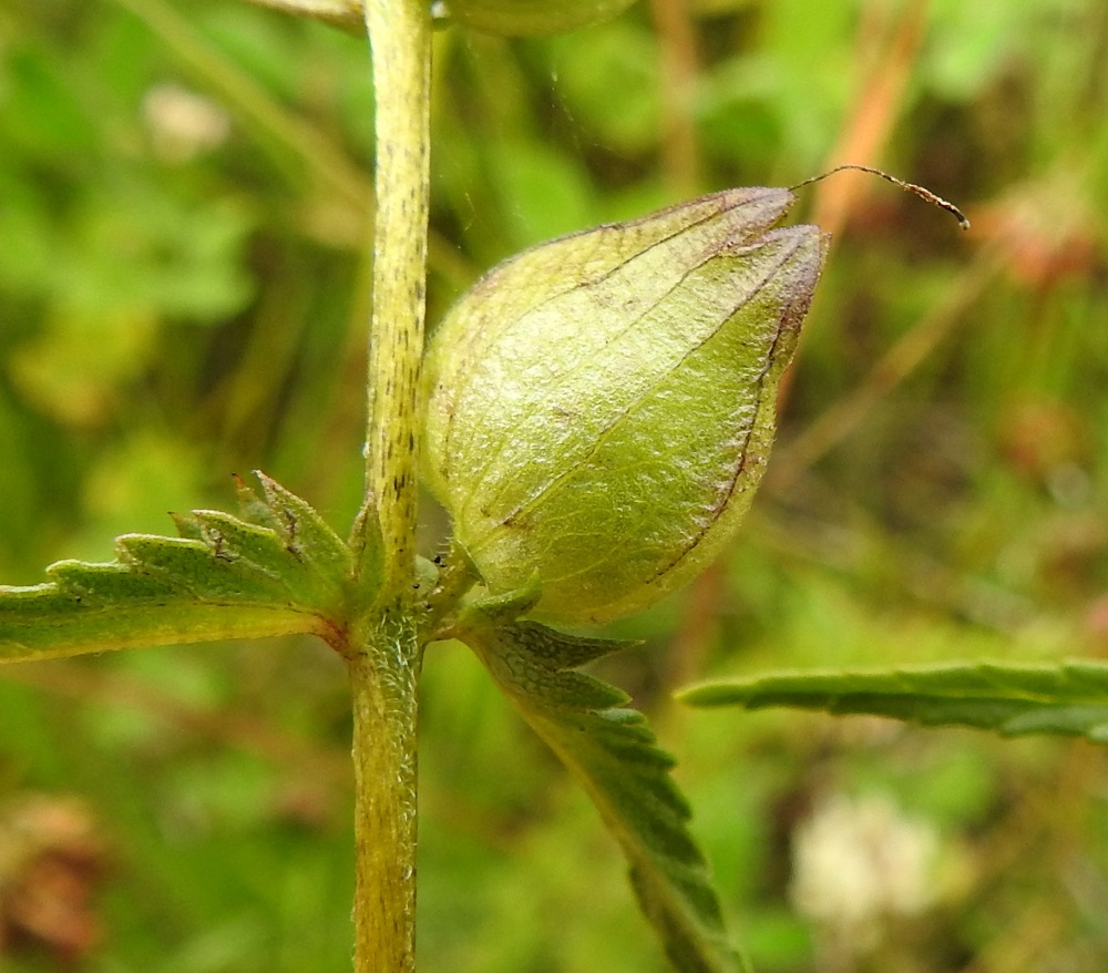 Rhinanthus minor subsp. stenophyllus - syyspikkulaukun kukkaperä on noin 1-2 mm pitkä. Hedelmävaiheinen verhiö pullistuu ja jättää kiekkomaisen litteähkön ja pyöreän sekä noin 8-10 mm pitkän kodan sisäänsä piiloon. Vain emin kuivunut vartalo pilkistää verhiön kärjestä esiin. 26.7.2017. Copyright Hannu Kämäräinen.