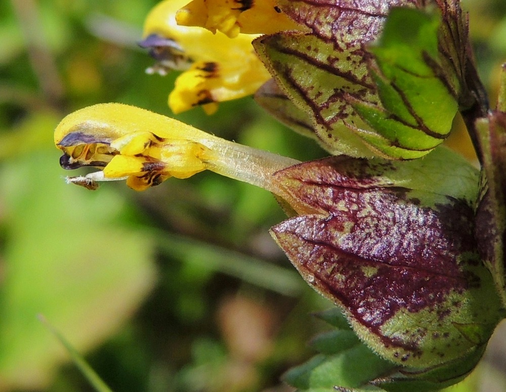 Rhinanthus minor subsp. groenlandicus - lapinpikkulaukun teriö on tavallisesti noin 13-15 mm pitkä. Torvi on pitkä ja suora. Ylähuuli on torvesta alkaen noin 7-8 mm pitkä. Alahuuli on ylähuulta lyhyempi ja torvesta alkaen noin 4,5-5,5 mm pitkä sekä kärjestään kolmiliuskainen. Liuskat ovat noin 2-3,5 mm pitkät. Kuvassa olevan, jo irronneen teriön ylähuulessa, sisäpuolella näkyvät rakenteet, jotka pitävät heteitä ja emin vartaloa paikoillaan. Yksi heteistä on jo tipahtanut alas. EnL, Enontekiö, Kilpisjärvi, tunturikoivikko Saanan luoteisrinteelle vievän polun varressa, 515 m mpy, 16.7.2013. Copyright Hannu Kämäräinen.