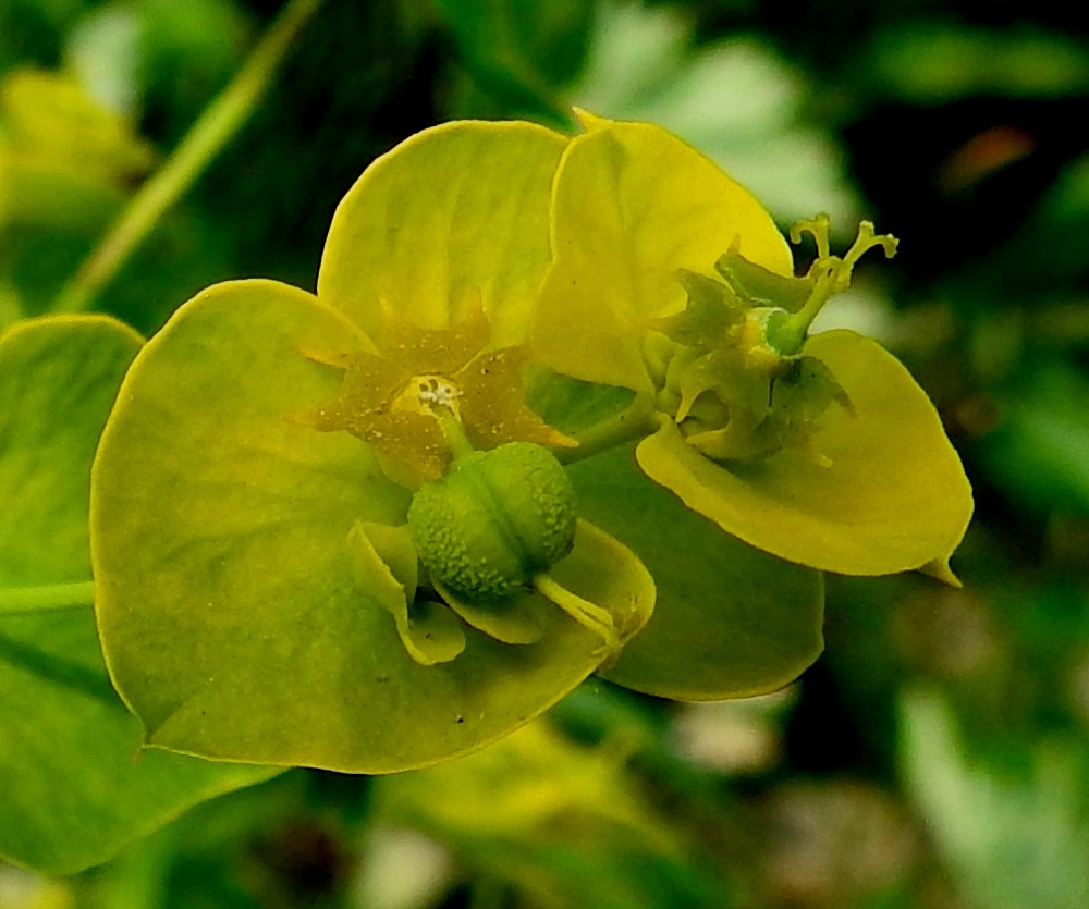 Euphorbia esula - kenttätyräkin kukinnosta pilkistää mesiäislevyjen keskeltä aluksi esiin vain emikukan vartalo, joka on kolmiluottinen ja kukin luotti kaksihaarainen. Esiin kasvaneen emikukan pallomainen ja nopeasti kodaksi kasvava sikiäin on sivulle kääntynyt, pieninystermäinen ja läpimitaltaan noin 1,5-2 mm. Sikiäimen kärjessä oleva emin vartalo luotteineen on noin 1,5-3 mm pitkä. EH, Hämeenlinna, Majalahti, Louhoksentien varren maanläjitysalue, kaakkoislaidan jo vuosia sitten tasattu alue, 26.6.2024. Copyright Hannu Kämäräinen.