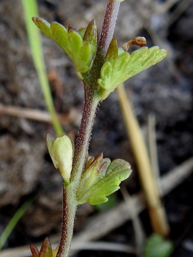 Euphrasia bottnica - perämerensilmäruohon hedelmä on pitkulainen, laidastaan karvainen ja kypsänä ruskea kota. KP, Siikajoki, Tauvo, Tauvonniemi, itäranta, Merikylänlahden rantaniitty ja laidunalue Ulkonokanhietikon eteläpuolella, luonnonsuojelualue, 17.7.2021. Copyright Hannu Kämäräinen.