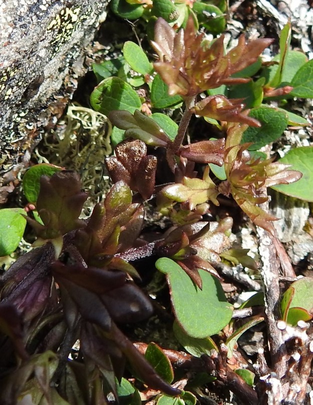 Euphrasia salisburgensis - otasilmäruohon lehtien ulkomuoto poikkeaa kaikessa vaihtelevuudessaankin muiden silmäruoholajien lehtien pienihampaisesta, soikeahkosta tai pyöreän puikeasta yleisilmeestä. 17.7.2023. Copyright Hannu Kämäräinen.