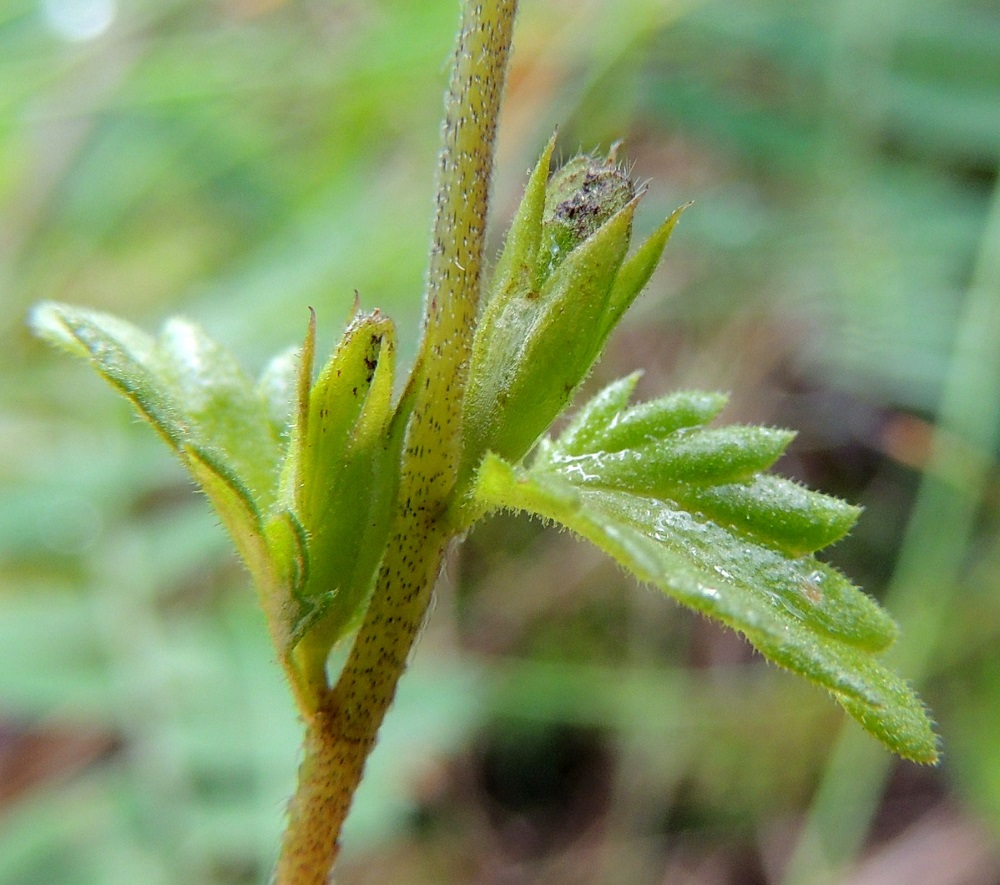 Euphrasia stricta - ketosilmäruohon hedelmä on pitkulainen, laidastaan karvainen ja kypsänä ruskea kota, joka on yleensä noin 5-7 mm pitkä ja noin 2-2,5 mm leveä. Kota yltää noin verhiön kärjen tasalle. Kuvassa näkyy myös tukilehtien alapinnan nystykarvoitus. PeP, Pello, Mämmilä, Tornionjoki, Korpikoski Torniontien (tie E8/21) varressa, rantapenkka levähdysalueen kohdalla, 20.7.2013. Copyright Hannu Kämäräinen.