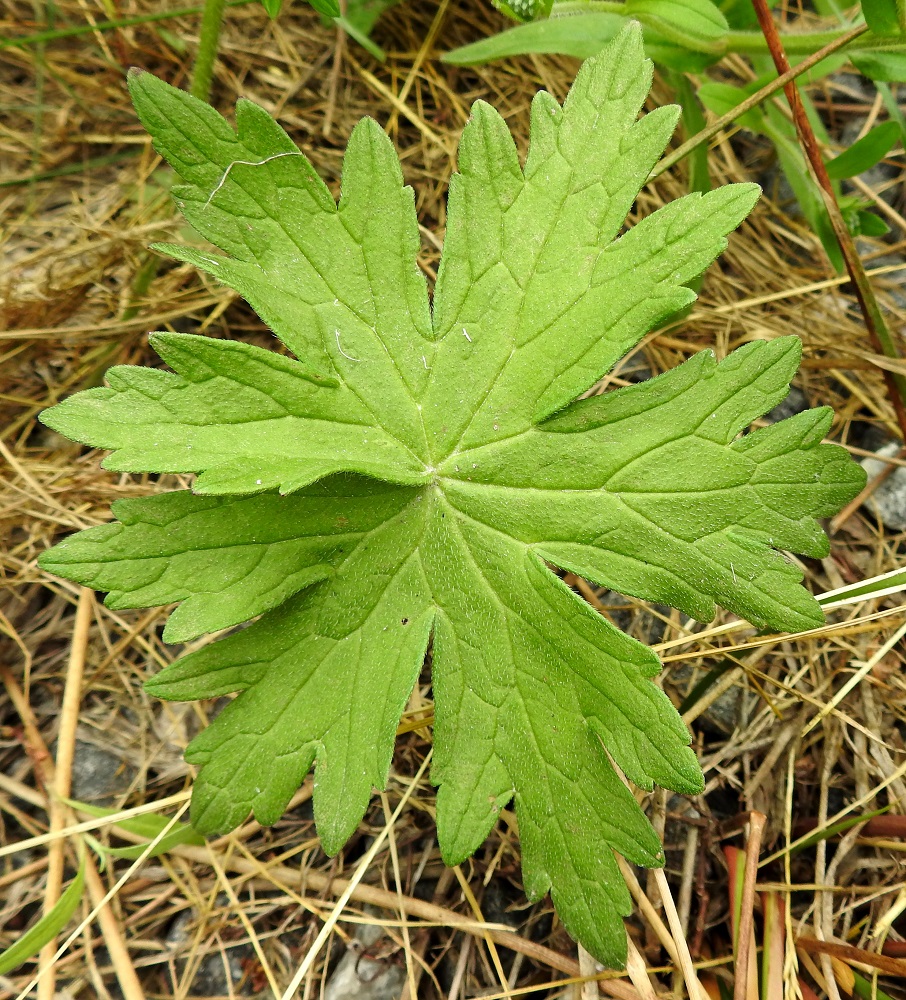 Geranium palustre - ojakurjenpolven varren tyvellä olevien aluslehtien ruoti on useimmiten noin 15-30 cm pitkä. Lapa on ulkokehältään pyöreähkö, kourasuoninen ja 5-7-liuskaisesti sormijakoinen sekä tavallisesti noin 7-15 cm läpimitaltaan. V, Turku, Peltolan ja Huhkolan välinen alue, Skanssinkadun eteläpää, tien laitaoja, 25.6.2019. Copyright Hannu Kämäräinen.