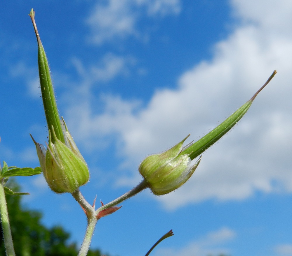 Geranium pratense - kyläkurjenpolven sikiäimestä kasvaa viisiosainen, nystykarvainen ja kypsänä ruskea lohkohedelmä, jossa on pitkä, nokkamainen ja siemenetön kärkiosa, jonka huipussa on kuivunut vartalo luotteineen. Lohkohedelmä on kokonaisuudessaan yleensä noin 30-35 mm pitkä. Sen viisi pitkänpyöreähköä hedelmystä sijoittuvat säteittäisesti hedelmärangan tyven ulkopuolelle. Ennen kypsymistään ne ovat verholehtien suojassa. ES, Lappeenranta, Kesämäen kaupunginosan itäpuoli, vanhan, käyttämättömän radan penger Ratakadun sillan pohjoispuolella, 11.7.2012. Copyright Hannu Kämäräinen.