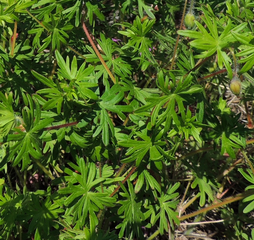 Geranium sanguineum - verikurjenpolven varsilehdet ovat alaosassa kierteisesti tai usein vastakkain ja ylempänä vastakkain sijoittuen varren haaroittumiskohtiin. Niiden ruoti on yleensä noin 0,5-5 cm pitkä lyheten latvaa kohti. Alus- ja varsilehtien lapa on tavallisesti noin 3-7 cm läpimitaltaan. Liuskat ovat tyveä kohti kapenevat ja kärkiosastaan toistamiseen kolmiliuskaiset, harvemmin kaksiliuskaiset ja harvoin liuskattomat. Kärkiliuskat ovat lähes tasasoukat, ehytlaitaiset ja terävä- tai pyöreäkärkiset. Lapa on päältä vihreä ja kiiltävähkö. Varret ja haarat ovat tiheästi pitkän hapsikarvaiset. 8.6.2014. Copyright Hannu Kämäräinen.