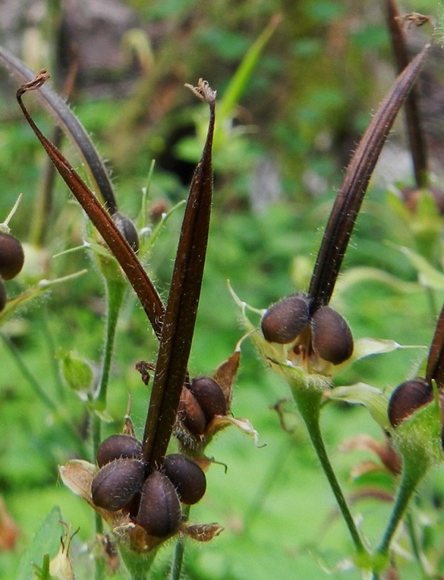 Geranium sylvaticum - metsäkurjenpolven kukan sikiäimestä kasvaa pysty, viisiosainen, nystykarvainen ja kypsänä ruskea lohkohedelmä, jossa on pitkä, nokkamainen ja siemenetön kärkiosa, jonka huipussa on kuivunut vartalo luotteineen. Lohkohedelmä on kokonaisuudessaan yleensä noin 30-35 mm pitkä. Sen viisi ruskeaa, pitkänpyöreähköä, yksisiemenistä ja karvaista hedelmystä ovat noin 4 mm pitkiä ja 2,5 mm paksuja. Ne sijoittuvat säteittäisesti hedelmärungon tyven ulkopuolelle. EH, Hämeenlinna, Loimalahti, Hirsimäki, omakotialue, Näsiäntien varren pihamaan ja metsäalueen raja, 13.7.2011. Copyright Hannu Kämäräinen.