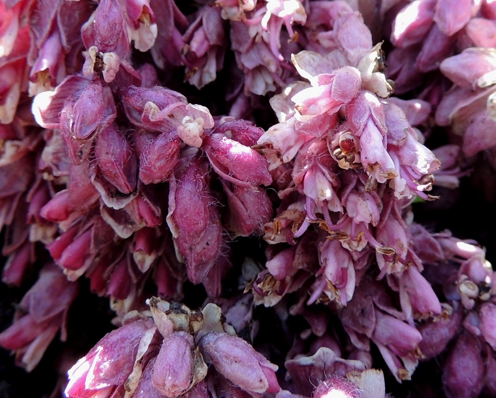 Lathraea squamaria - (pähkinä)suomukan kukinnan edetessä ja teriön ikääntyessä pitenevät heteet usein työntyvät selvästi ulos teriöstä. 14.5.2015. Copyright Hannu Kämäräinen.