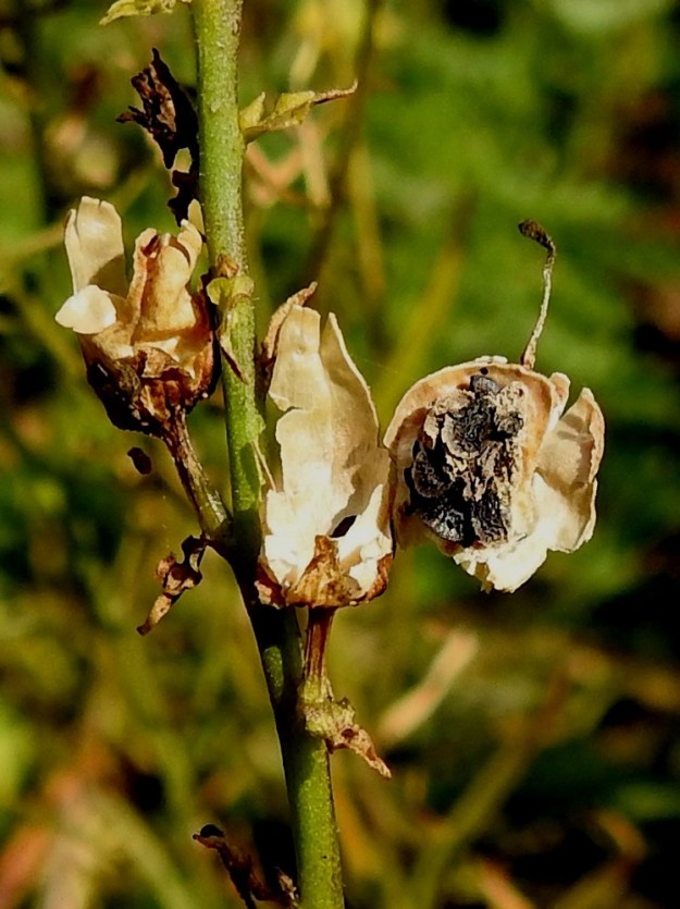 Linaria vulgaris - keltakannusruohon siemenet ovat kiekkomaiset, siipipalteiset, nystermäiset ja tumman- tai mustanruskeat sekä läpimitaltaan noin 2-3 mm. Mittaan sisältyy noin 0,5 mm leveä siipipalle. EH, Hämeenlinna, Loimalahti, Sampo, Sammonojantien ja Ali-Raakkulantien kulmauksessa olevan entisen peltoalueen laide, 20.8.2024. Copyright Hannu Kämäräinen.