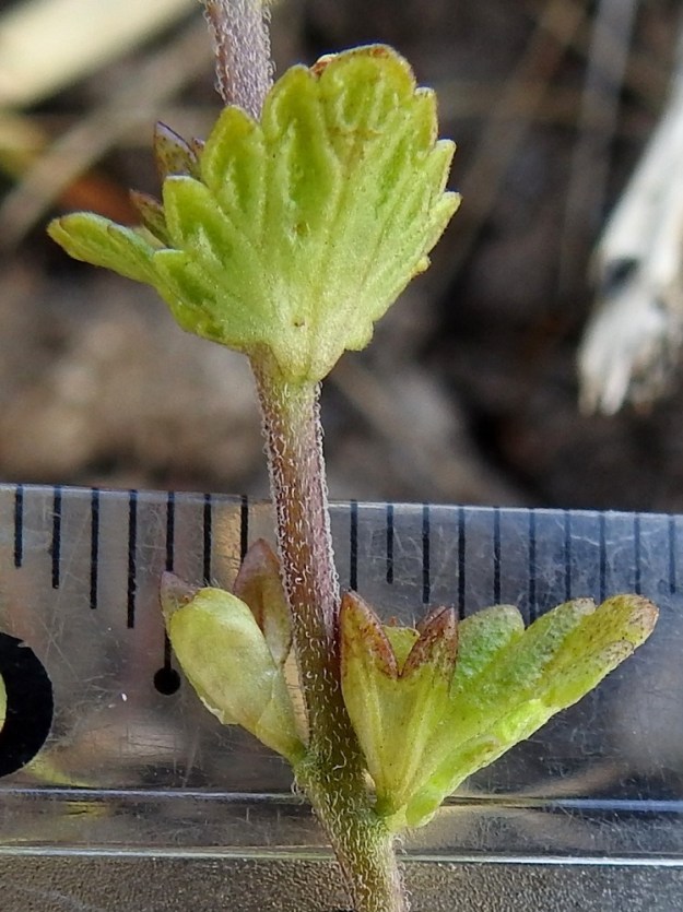 Euphrasia bottnica - perämerensilmäruohon kota on yleensä noin 3-4 mm pitkä ja noin 1,5 mm leveä. Se yltää kypsänä noin verhiön kärjen tasalle ja avautuu sivusaumoja myöten. Kuvassa näkyvä kota on vielä keskenkasvuinen. KP, Siikajoki, Tauvo, Tauvonniemi, itäranta, Merikylänlahden rantaniitty ja laidunalue Ulkonokanhietikon eteläpuolella, luonnonsuojelualue, 17.7.2021. Copyright Hannu Kämäräinen.