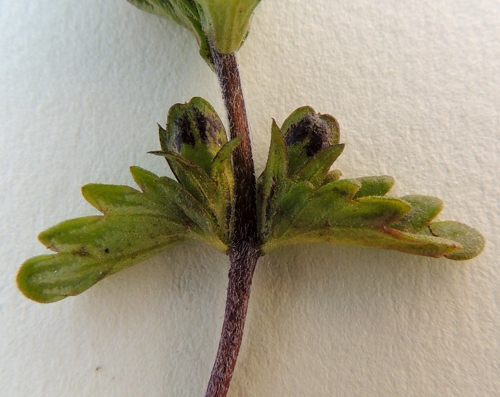 Euphrasia wettsteinii - pohjansilmäruohon kota on pitkulainen, kypsänä ruskea, yleensä noin 5-7 mm pitkä ja noin 2-2,5 mm leveä sekä selvästi verhiötä pitempi. Rannikkomuunnoksella, pohjanlahdensilmäruoholla, se on muista muunnoksista poiketen kuitenkin enintään vain hieman verhiötä pitempi. Kuvauksessa käytettyä vaaleata kartonkia vasten kodan laitakarvat eivät erotu näkyviin. EnL, Enontekiö, Kilpisjärvi, Mallan luonnonpuisto, Kalottireitin varsi kookkaimman Mallalammen itäpuolella, tunturikangas, 600 m mpy, 19.7.2013. Copyright Hannu Kämäräinen.