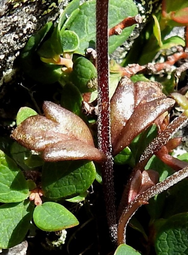 Euphrasia salisburgensis - otasilmäruohon lehdet ovat lähes tai aivan ruodittomat ja pääosin varrella vastakkain. Lavan kärkihammas on muita kookkaampi. Laitahampaita on alimmissa lehdissä usein vain yksi pari. Varsi on lyhyesti hapsikarvainen ja useimmiten punaruskea. 17.7.2023. Copyright Hannu Kämäräinen.