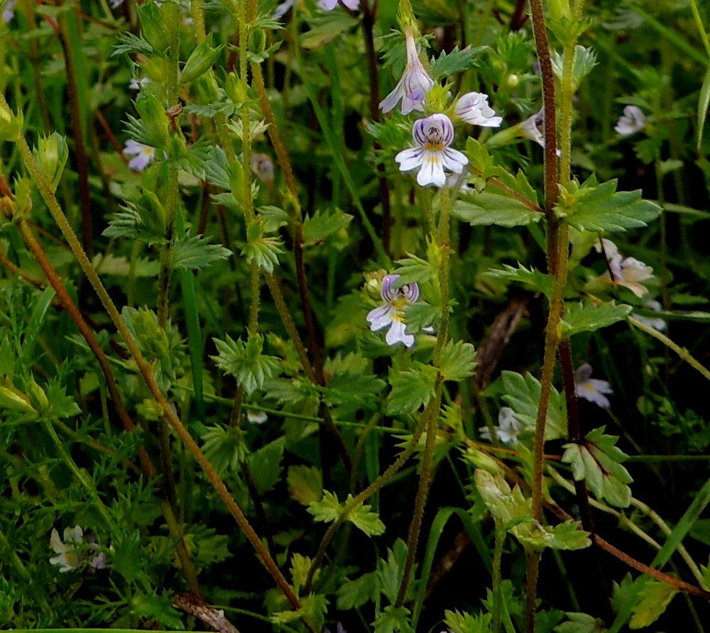 Euphrasia stricta - ketosilmäruohon varret ovat vihertäväsävyiset tai punaruskeat. Lehdet ovat lähes tai aivan ruodittomat ja pääosin varrella vastakkain sekä ristikkäisesti allekkain. Ne ovat soikeahkot tai toisinaan puikeahkot, terävähampaiset ja vihreät sekä tavallisesti noin 5-15 mm pitkät ja leveimmältä kohtaa noin 3-9 mm leveät. PeP, Pello, Mämmilä, Tornionjoki, Korpikoski Torniontien (tie E8/21) varressa, rantapenkka levähdysalueen kohdalla, 20.7.2013. Copyright Hannu Kämäräinen.