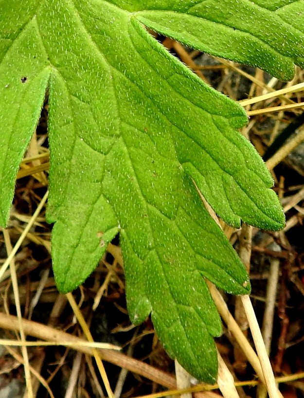 Geranium palustre - ojakurjenpolven lehtiliuskat ovat kapeamman tai leveämmän vastapuikeat, kiilatyviset ja kokonaismitastaan tyveä kohti noin 80-85 prosentin matkalta toistamiseen liuskaiset ja/tai isohampaiset. Kuvan liuskassa prosenttiluku on noin 80. Lehtilapa on päältä pinnanmyötäisesti karheahkon lyhytkarvainen. V, Turku, Peltolan ja Huhkolan välinen alue, Skanssinkadun eteläpää, tien laitaoja, 25.6.2019. Copyright Hannu Kämäräinen.