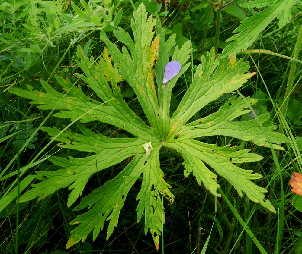 Geranium pratense - kyläkurjenpolven aluslehtien lapa on ulkokehältään pyöreähkö, kourasuoninen ja syvään 5-7-liuskaisesti sormiosainen sekä tavallisesti noin 10-18 cm läpimitaltaan. Pääliuskat ovat kapeamman tai leveämmän vastapuikeat, kapenevatyviset ja kokonaismitastaan tyveä kohti noin 50-70 prosentin matkalta toistamiseen liuskaiset ja isohampaiset. Hyvin yleisellä metsäkurjenpolvella, G. sylvaticum, vastaava luku on 80-95 prosenttia. ES, Lappeenranta, Kesämäen kaupunginosan itäpuoli, vanhan, käyttämättömän radan penger Ratakadun sillan pohjoispuolella, 11.7.2012. Copyright Hannu Kämäräinen.