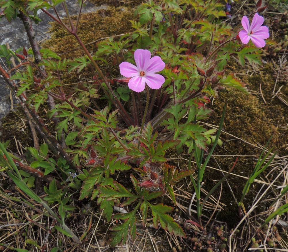 Geranium robertianum - haisukurjenpolven varsilehdet ovat vastakkain sijoittuen varren haaroittumiskohtiin. Niiden ruoti on useimmiten noin 0,5-5 cm pitkä lyheten latvaa kohti. Ylimmät lehdet ovat usein lähes tai aivan ruodittomat. Alus- ja varsilehtien lapa on ulkokehältään enemmän tai vähemmän kolmiomainen ja useimmiten kolmilehdykkäinen. U, Sipoo, Kalkkiranta, Kalkkirannantien päässä oleva satama-alue, sataman itäpuolinen, laakea rantakallioalue, 21.5.2016. Copyright Hannu Kämäräinen.