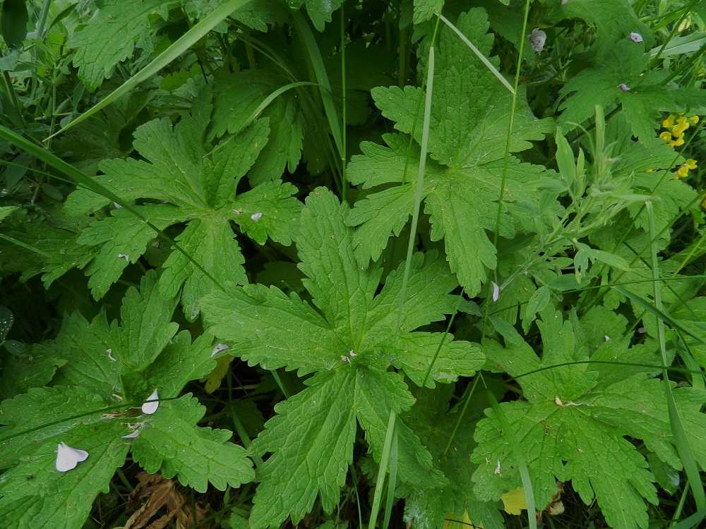Geranium sylvaticum - metsäkurjenpolven aluslehdet ovat pitkäruotiset. Lapa on ulkokehältään pyöreähkö, kourasuoninen ja 5-7-liuskaisesti sormijakoinen sekä tavallisesti noin 8-15 cm läpimitaltaan. Liuskat ovat kapeamman tai leveämmän vastapuikeat ja kokonaismitastaan tyveä kohti noin 80-95 prosentin matkalta toistamiseen liuskaiset ja/tai isohampaiset. EH, Hämeenlinna, Loimalahti, Hirsimäki, omakotialue, Näsiäntien varsi Louhoksentien risteyksen kohdalla, 12.6.2011. Copyright Hannu Kämäräinen.