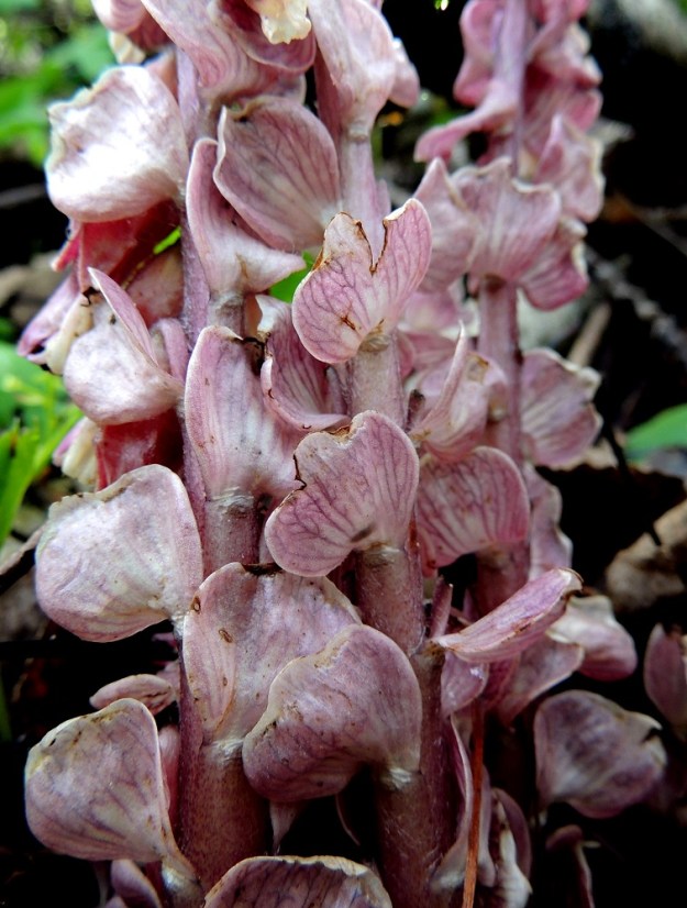 Lathraea squamaria - (pähkinä)suomukan varsilehdet ovat hyvin samanlaiset kuin kukkien tukilehdet. Ne ovat kierteisesti ja ruodittomat, suomumaiset, ehyet sekä pyöreähkön vastapuikeat ja noin 1 cm läpimitaltaan. Varren tyvellä lehdet ovat tiheästi ja siirottavasti sekä ylempänä pitkävälisemmin ja enemmän varrenmyötäisesti. 14.5.2015. Copyright Hannu Kämäräinen.