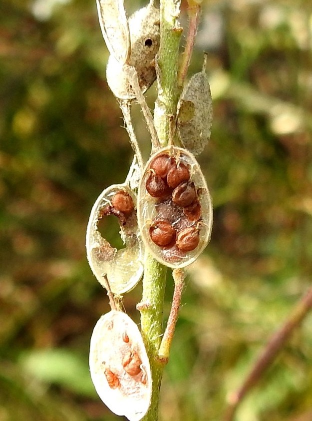 Berteroa incana - (idän)harmion siemenet ovat lähes pyöreän palleromaiset, siipipalteettomat mutta kapeasti reunukselliset ja ruskeat sekä noin 1,5 mm läpimitaltaan. EH, Hämeenlinna, Sairio Keinusaaren kaupunginosarajan tuntumassa, radan ja Vanajaveden rannan välissä kulkevan ulkoilureitin laitapenger, 17.8.2024. Copyright Hannu Kämäräinen.