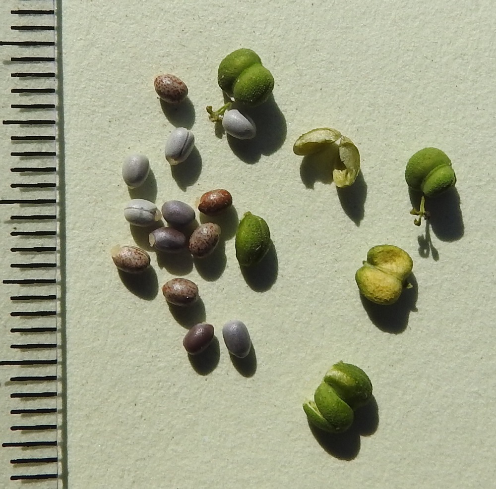 Euphorbia esula - kenttätyräkin kodan jokaisessa lohkossa on yksi siemen, joka on lähinnä pitkulaisen pyöreämuotoinen, siniharmaa tai ruskehtava ja noin 2 mm pitkä sekä noin 1,3-1,5 mm leveä. Siemenen tyvessä on vaalea rasvalisäke, elaiosomi. EH, Hämeenlinna, Majalahti, Louhoksentien varren maanläjitysalue, eteläpään laitarinteen yläosa, 30.8.2024. Copyright Hannu Kämäräinen.