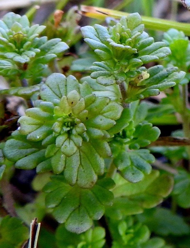 Euphrasia bottnica - perämerensilmäruohon lehdet ovat soikean tai puikean pyöreähköt ja tylppähampaiset. Lehtilaita on hieman alaspäin kiertynyt. Varsilehtien ja kukkien tukilehtien malli ei paljonkaan poikkea toisistaan. Tukilehdet ovat pituuteensa nähden suhteessa jonkin verran varsilehtiä leveämmät. KP, Siikajoki, Tauvo, Tauvonniemi, itäranta, Merikylänlahden rantaniitty ja laidunalue Ulkonokanhietikon eteläpuolella, luonnonsuojelualue, 17.7.2021. Copyright Hannu Kämäräinen.