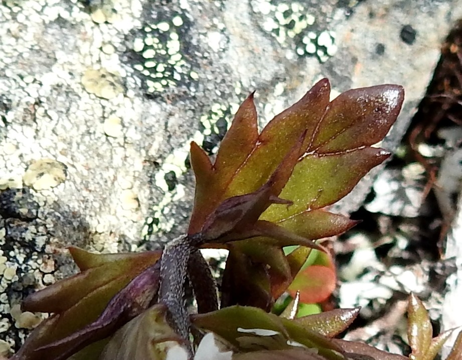 Euphrasia salisburgensis - otasilmäruohon lehtilapa on soikeahko, kiilatyvinen, kalju ja yleensä punaruskean vihreä. Laitahampaat ovat suippoja, ja niitä on useimmiten enintään kolme paria. Pituutta lehtilavalla on tavallisesti noin 4-8 mm ja leveyttä leveimmältä kohtaa hampaineen noin 2-5 mm. 17.7.2023. Copyright Hannu Kämäräinen.