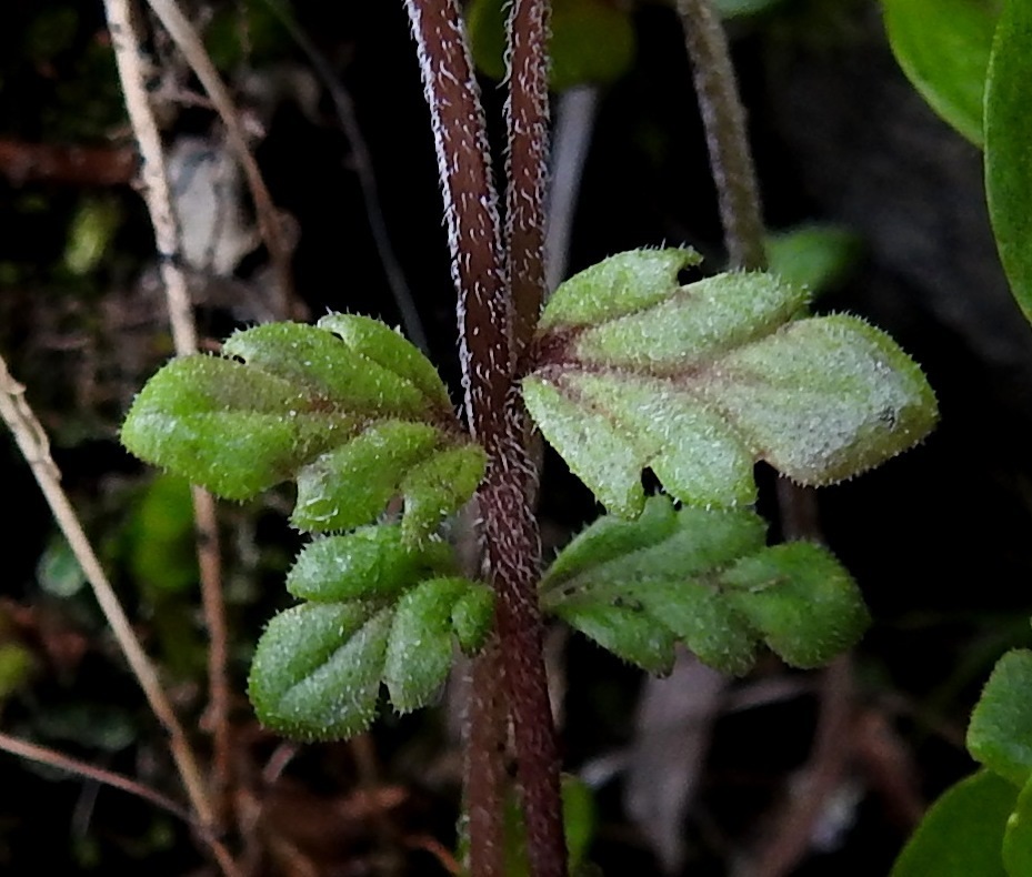 Euphrasia wettsteinii - pohjansilmäruohon lehdet ovat lähes tai aivan ruodittomat, soikeahkot, tylpähköhampaiset ja molemmin puolin lyhytkarvaiset. Nystykarvoja ei ole. Kuvassa olevan turjansilmäruohon lehdet ovat lapinsilmäruohoa runsaskarvaisemmat. Lehtilapa on tavallisesti noin 4-10 mm pitkä ja leveimmältä kohtaa noin 1,5-5 mm leveä. EnL, Enontekiö, Kilpisjärvi, Mallan luonnonpuisto, Iso-Mallan eteläinen alarinne, Kitsijoen Kitsiputouksen tyvirotko, uoman viereinen kallio, 645 m mpy, 9.7.2018. Copyright Hannu Kämäräinen.