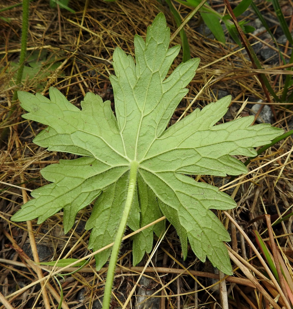 Geranium palustre - ojakurjenpolven lehtilapa on alta yläpuolta vaaleamman vihreä ja erityisesti suonistaan pitkäkarvainen. V, Turku, Peltolan ja Huhkolan välinen alue, Skanssinkadun eteläpää, tien laitaoja, 25.6.2019. Copyright Hannu Kämäräinen.
