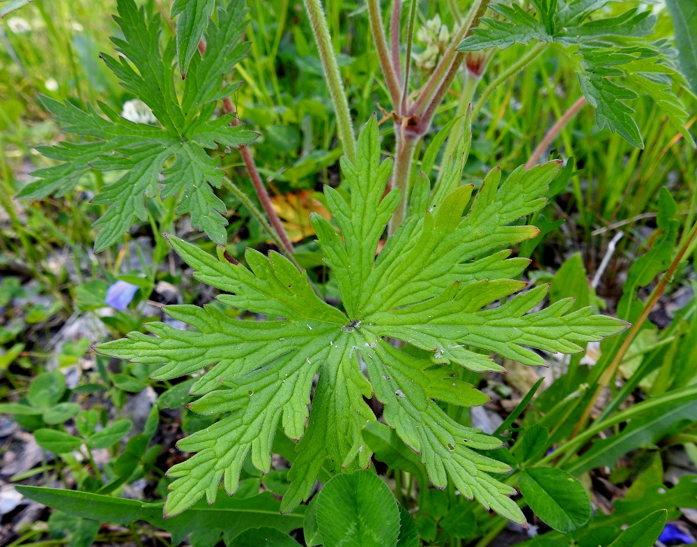 Geranium pratense - kyläkurjenpolven aluslehtien ruoti on useimmiten noin 20-50 cm pitkä. Alempien varsilehtien ruoti on yleensä noin 1-15 cm pitkä, ja ylemmät varsilehdet ovat lähes tai aivan ruodittomat. Varsilehtien lapa on aluslehtien kaltainen mutta pienenee latvaa kohti. EK, Kotka, Halla, saaren eteläosan puuvarastoalue, ajouran laide, 27.6.2020. Copyright Hannu Kämäräinen.