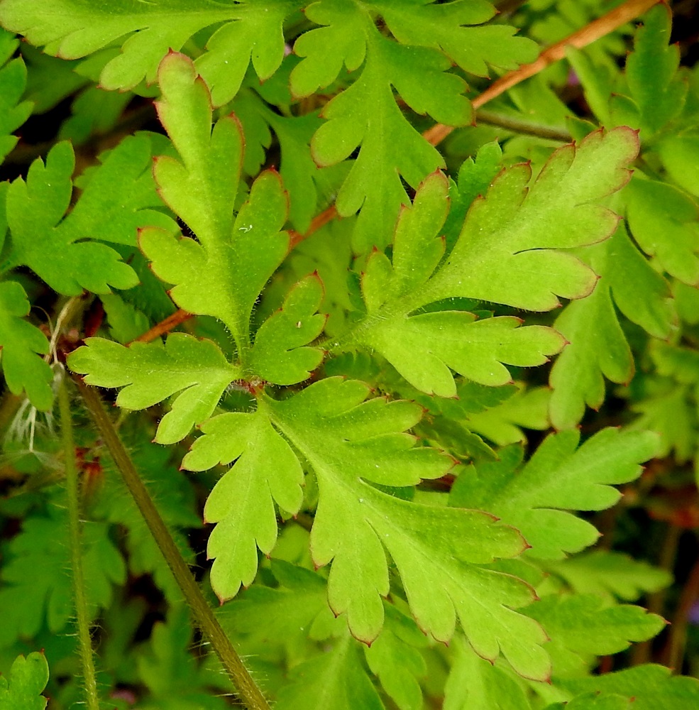 Geranium robertianum - haisukurjenpolven lehtilavan keskilehdykkä on pitkäruotinen ja sivulehdykät ovat ruodittomat tai hyvin lyhytruotiset. Päälehdykät ovat yhdestä kahteen kertaa syvään lehdykkäiset tai liuskaiset. Uloimmat liuskat ovat usein isohampaiset. Liuskat ja hampaat ovat lyhyesti otakärkiset. Lehtilapa on päältä pinnanmyötäisesti lyhytkarvainen ja reunoistaan vaihtelevasti nystykarvainen. V, Parainen, Norrby, Kummelbergin korkeakallioinen niemi, länsilaidan jyrkästi mereen laskeva rantakallio, 13.6.2021. Copyright Hannu Kämäräinen.