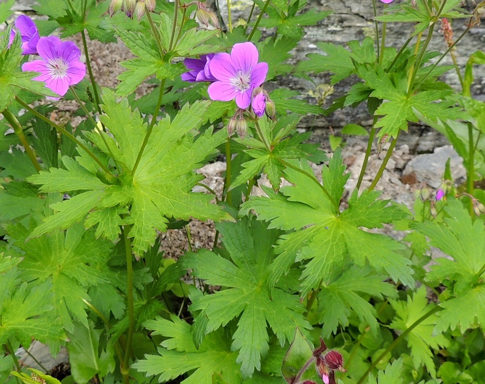 Geranium sylvaticum - metsäkurjenpolven varsilehdet sijoittuvat varren haaroittumiskohtiin ja ovat etenkin ylempänä vastakkain. Alempien varsilehtien ruoti on yleensä noin 1-5 cm pitkä, ja ylemmät varsilehdet ovat ruodittomat. Lapa on aluslehtien kaltainen mutta pienenee latvaa kohti. Ylimpien lapa on useimmiten vain kolmisorminen. EnL, Enontekiö, Kilpisjärvi, Mallan luonnonpuisto, Iso-Mallan eteläinen alarinne, Kitsijoen Kitsiputouksen tyvirotko, 650 m mpy, 19.7.2013. Copyright Hannu Kämäräinen.