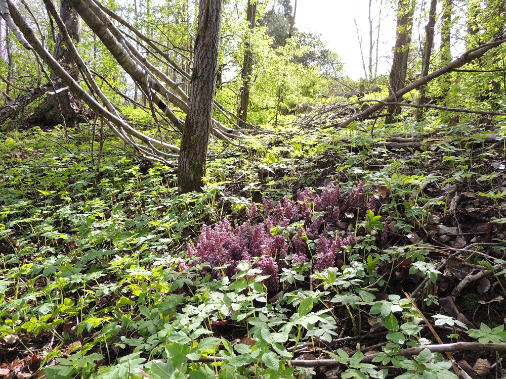 Lathraea squamaria - (pähkinä)suomukka on täysin muiden kasvien varassa elävä täysloinen, jolta puuttuu kokonaan yhteyttämisen mahdollistava klorofylli eli lehtivihreä. Lisänimensä mukaisesti pääloisinnan kohteena on pähkinäpensas, Corylus avellana, mutta toisinaan kelpaavat jotkut lehtipuutkin. Suomukan levittäytyvän juuriston haaroihin kehittyy imunystyröitä, jotka pystyvät sulattamaan loisittavan kasvin juuren suojaavan pintaosan pois. Imunystyrä kasvaa tiiviisti kiinni haavakohtaan ja alkaa imeä juuristosta kohti runkoa kulkevaa energia- ja ravinnevirtaa suomukan juuristoon. 14.5.2015. Copyright Hannu Kämäräinen.