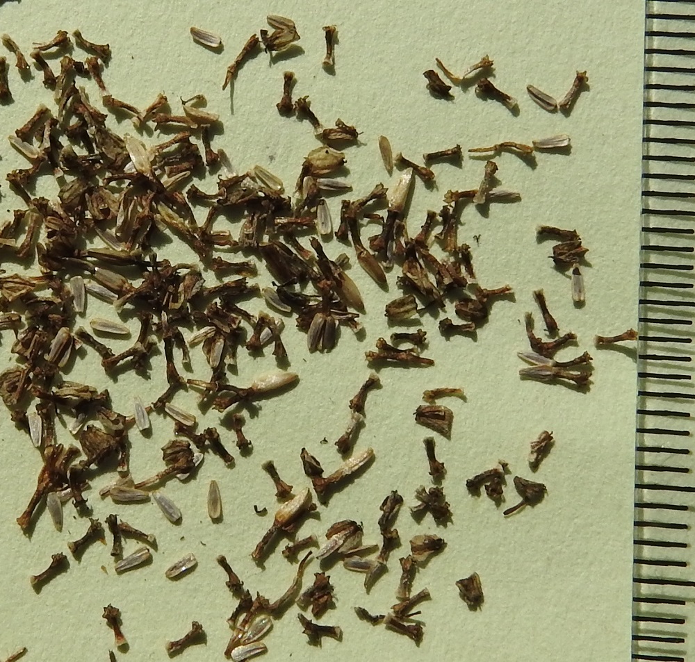 Achillea millefolium ssp. millefolium - etelänsiankärsämön pohjuspähkylä on kapeanpuikeahko, litteähkö, ja harmaa tai ruskehtava. Se on noin 2-2,5 mm pitkä ja leveämmältä sivultaan noin 0,8-1 mm leveä. Koska kukassa ei ole varsinaista verhiötä, pähkylän kärjestä puuttuu leviämistä helpottava pappus tai se on vain hyvin matala ja rengasmainen. EH, Hämeenlinna, Loimalahti, Hirsimäki, omakotialue, Näsiäntien laidan ruohikkokaista, 23.8.2024. Copyright Hannu Kämäräinen.